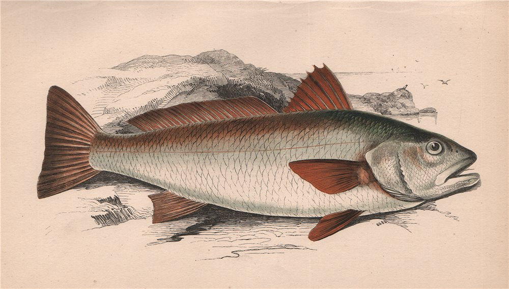 BROWN MEAGRE. Sciaena Umbra, Maigre, Shade fish. COUCH 1862 old antique print